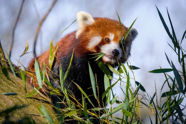 Red Panda