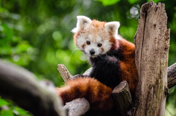 Red Panda