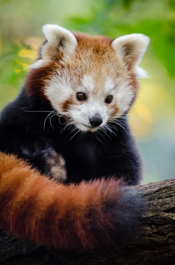 Red Panda
