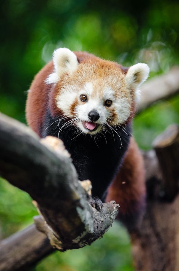 Red Panda