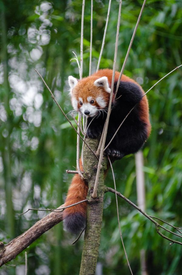 Red Panda