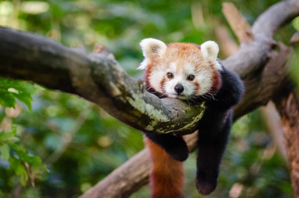Red Panda