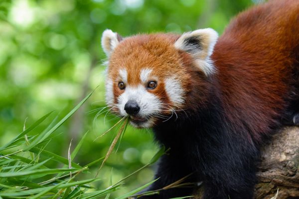 Red Panda