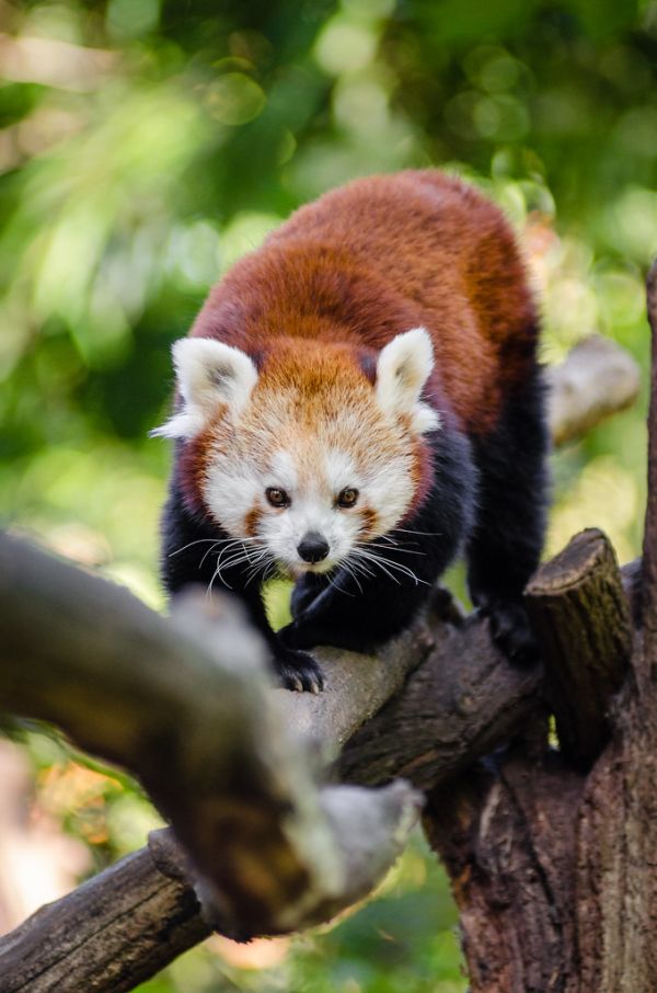 Red Panda