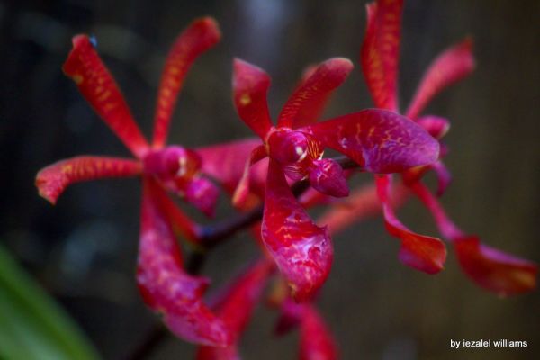 Red wild orchid by iezalel williams IMG_5420-003