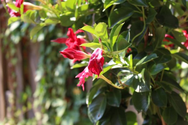 Red withering flowers