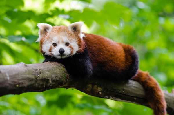 Relaxing Red Panda