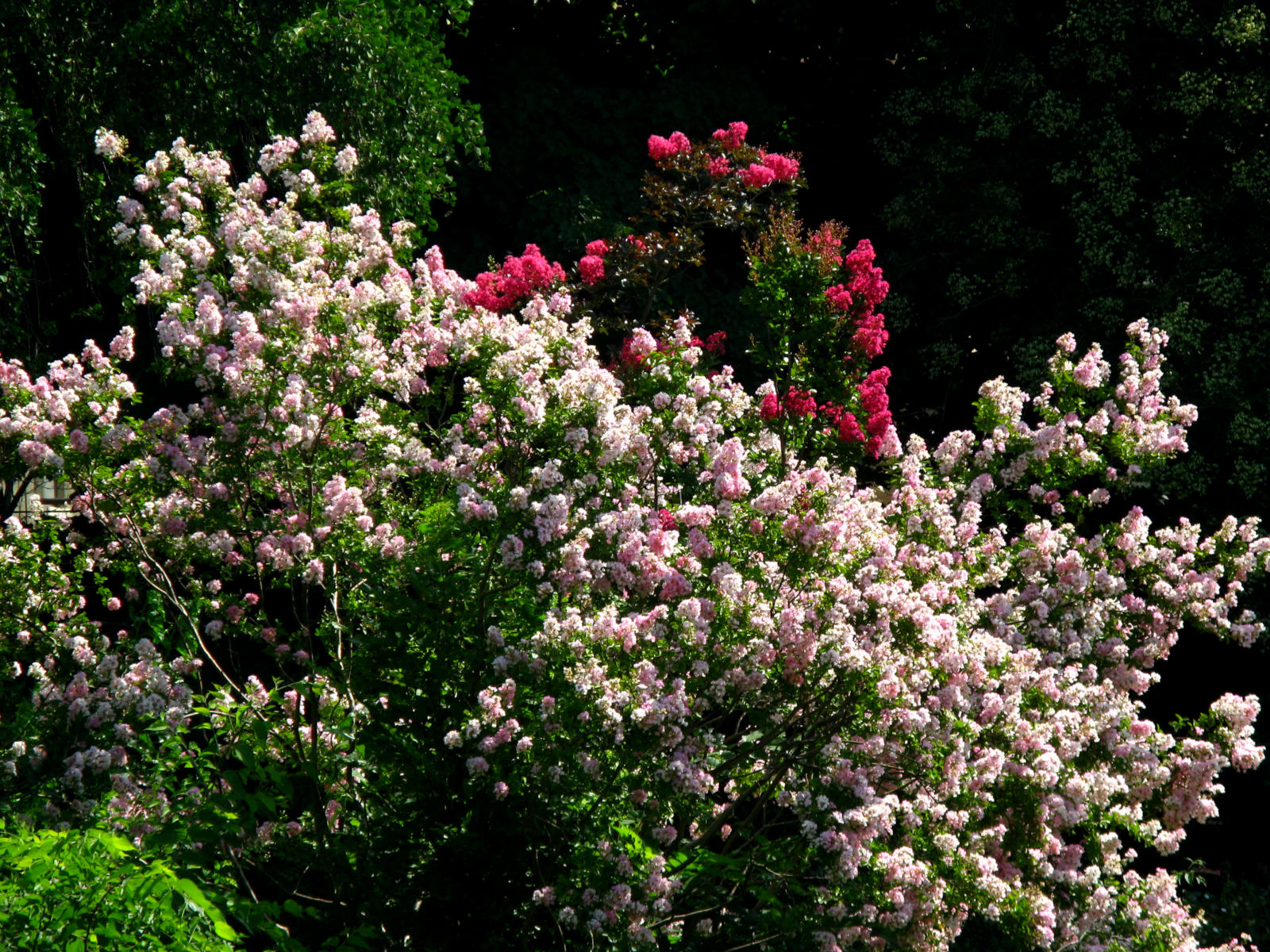 RO Bucharest Botanical Garden plant 000