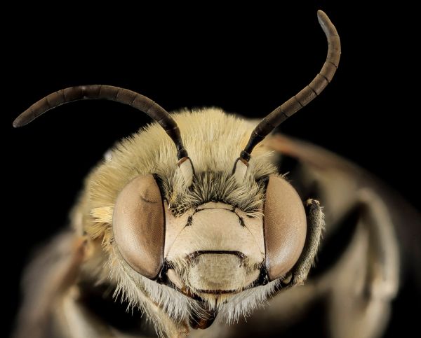 Rocky Mountain Bzzzz