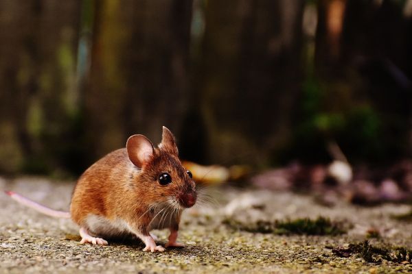 Rodent Mouse
