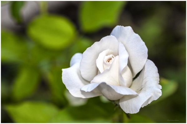 Rosa Blanca
