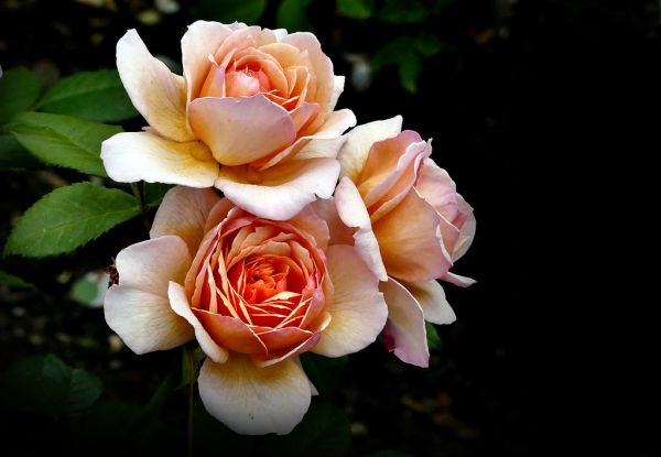 Rose 'Grace'