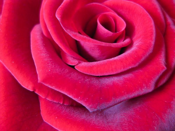Rose petals close-up