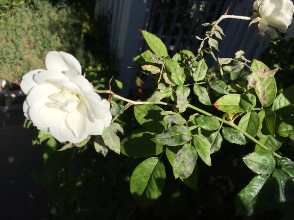 Rose: Powdery mildew