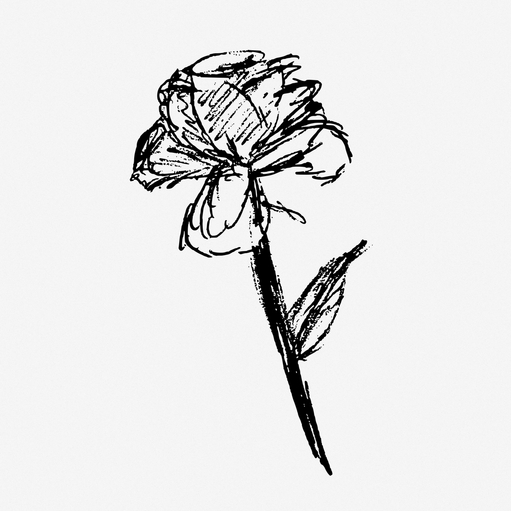 Rose sketch hand drawn illustration