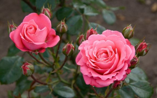 Roses