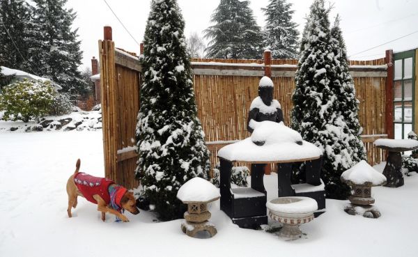 Rosie checks out the snow, Buddha on shrine, Japanese stone lanterns, trees, bamboo fence with garden window inserts, Seattle, Washington, USA