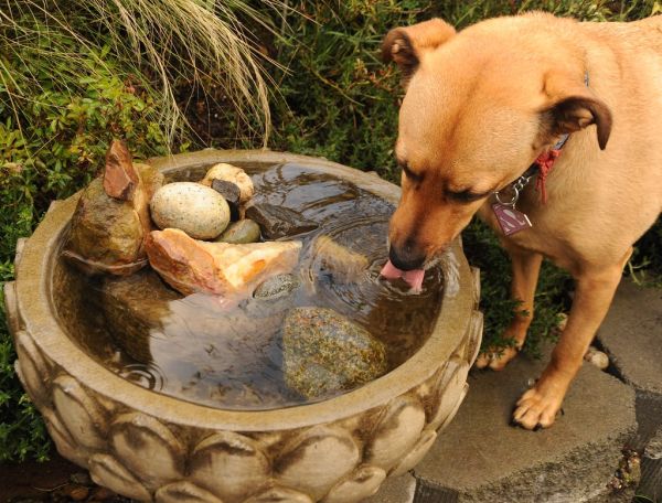 Rosie drinking fresh rain water from the lotus fountain with her delicate pink tongue, Superdog, 'S' symbol, red Tibetan Buddhist blessing cord, rocks, spring, A Garden for the Buddha, Seattle, Washin...