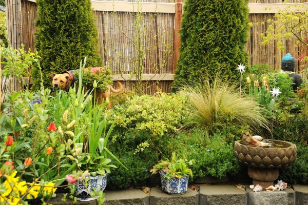 Rosie enjoying A Garden for the Buddha in her own way, munching spring grass, potted plants, lotus fountain, shells, Statue of Lord Buddha, bamboo fence, tulips, lights, Seattle, Washington, USA