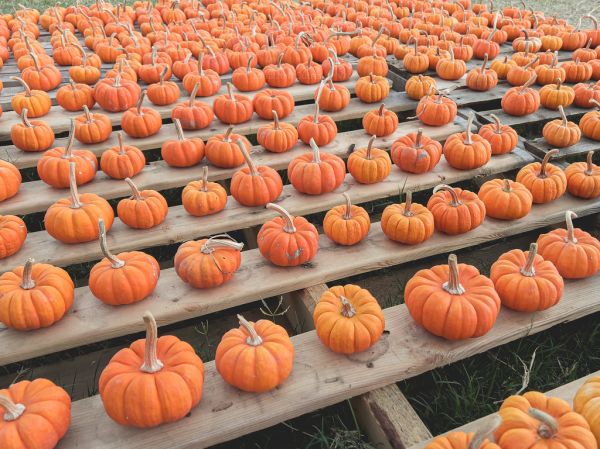 Rows and rows of mini pumpkins