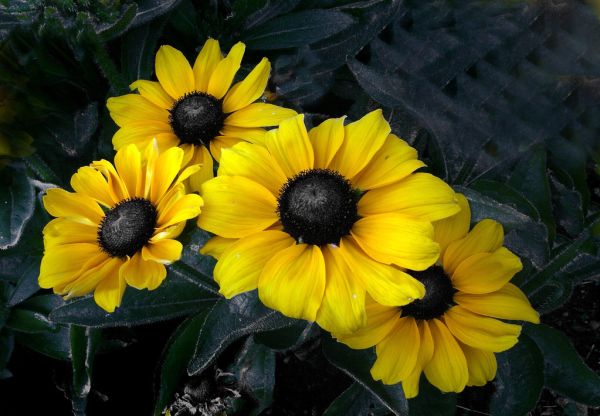 Rudbeckia hirta, ( black-eyed-susans,)