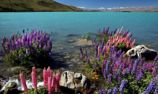 Russell Lupins. Lake Tekapo. NZ