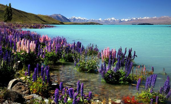 Russell Lupins. Lake Tekapo.NZ