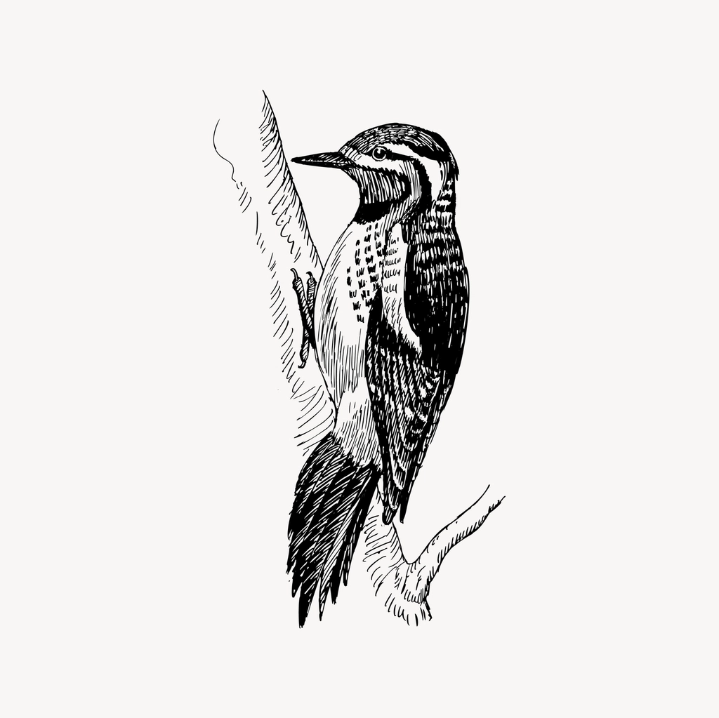 Sapsucker bird clipart, drawing illustration