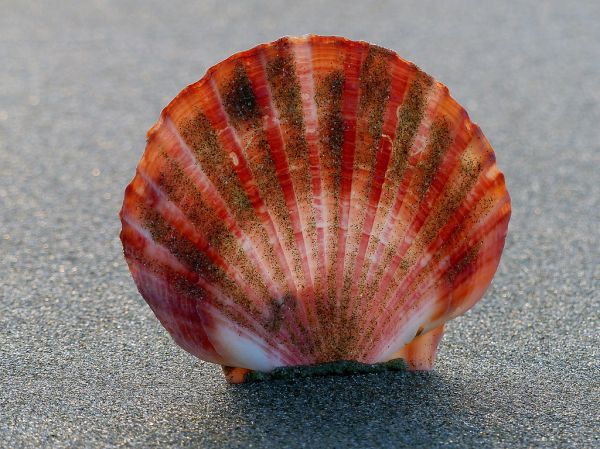 Scallop shell.