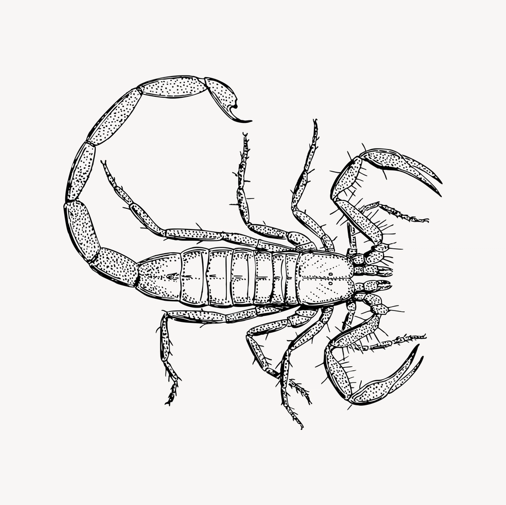 Scorpion clipart, drawing illustration vector