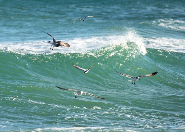 Sea Scene