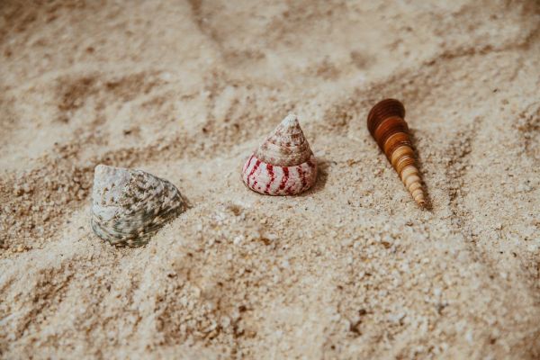 Sea Shell on beach sand