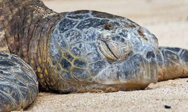 Sea Turtle. (superfamily Chelonioidea)