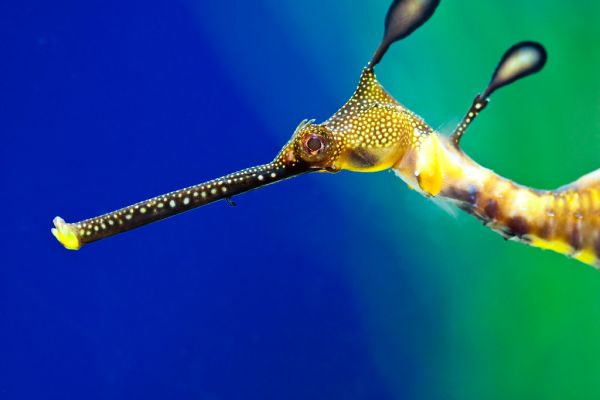 Seahorse