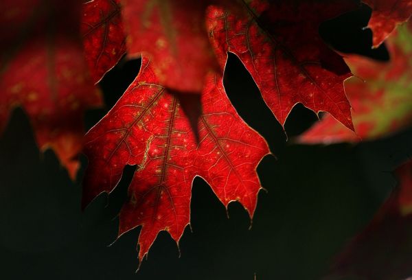 Seasons colours.