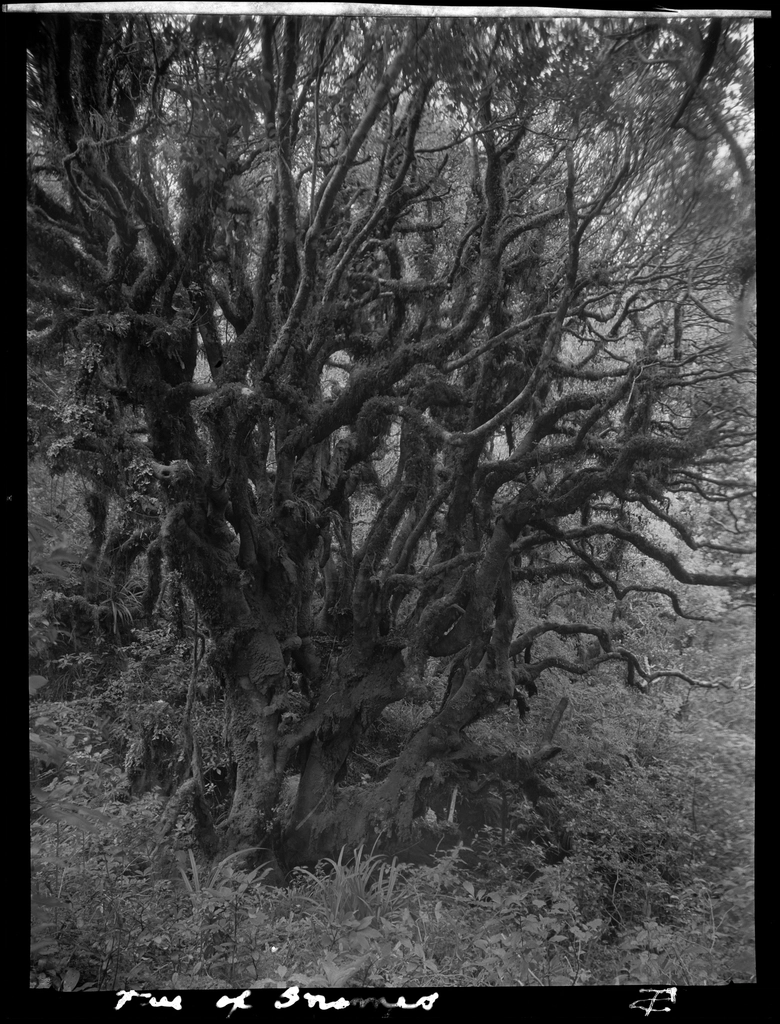 Selection Egmont forest trees :