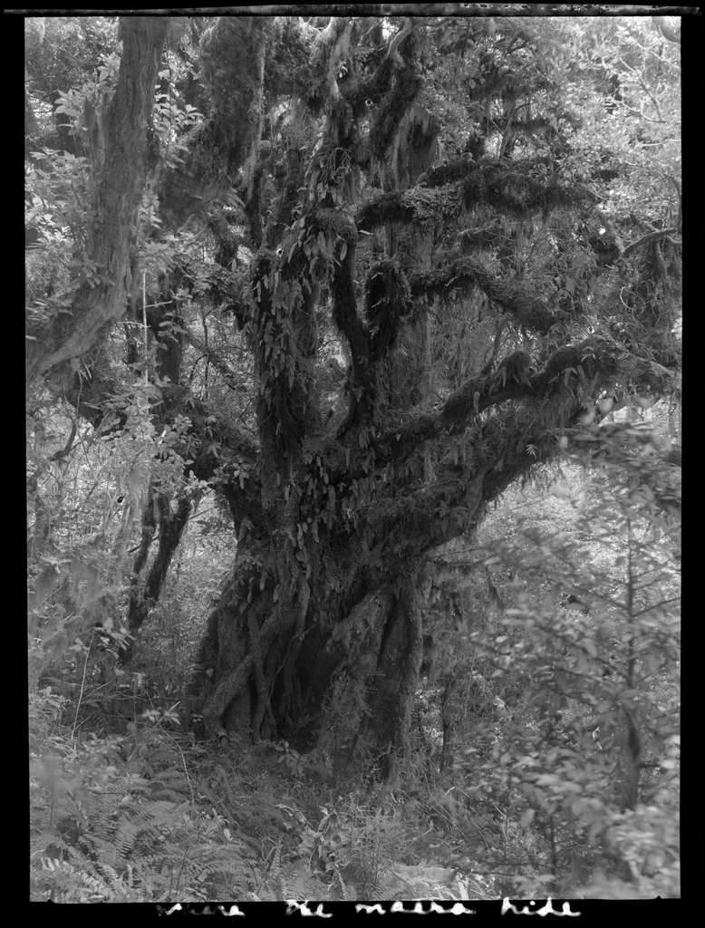 Selection Egmont forest trees :