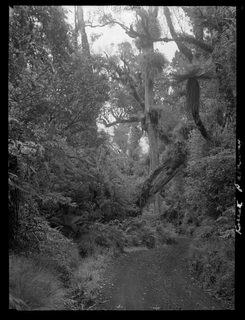 Selection Egmont forest trees :