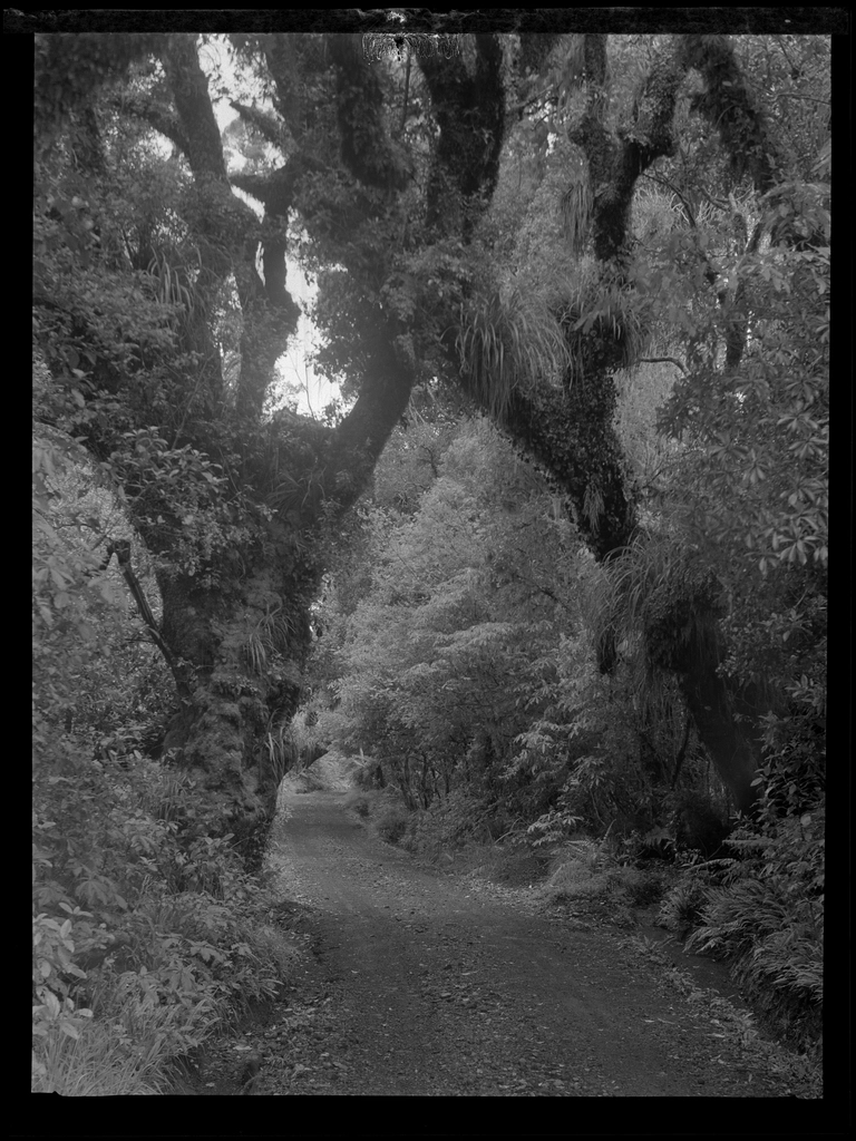 Selection Egmont forest trees :