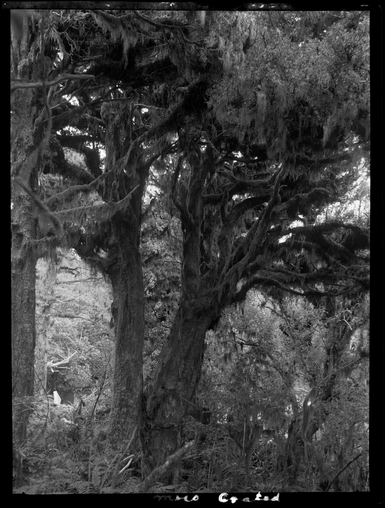 Selection Egmont forest trees :