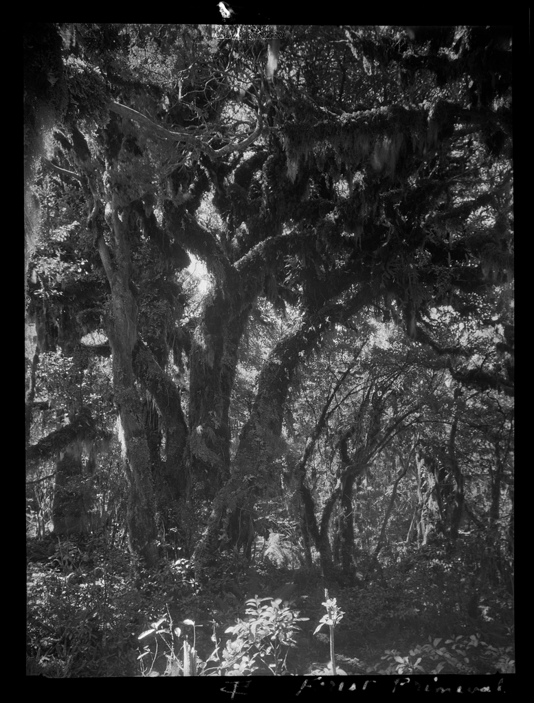 Selection Egmont forest trees :