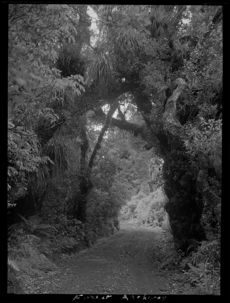 Selection Egmont forest trees :