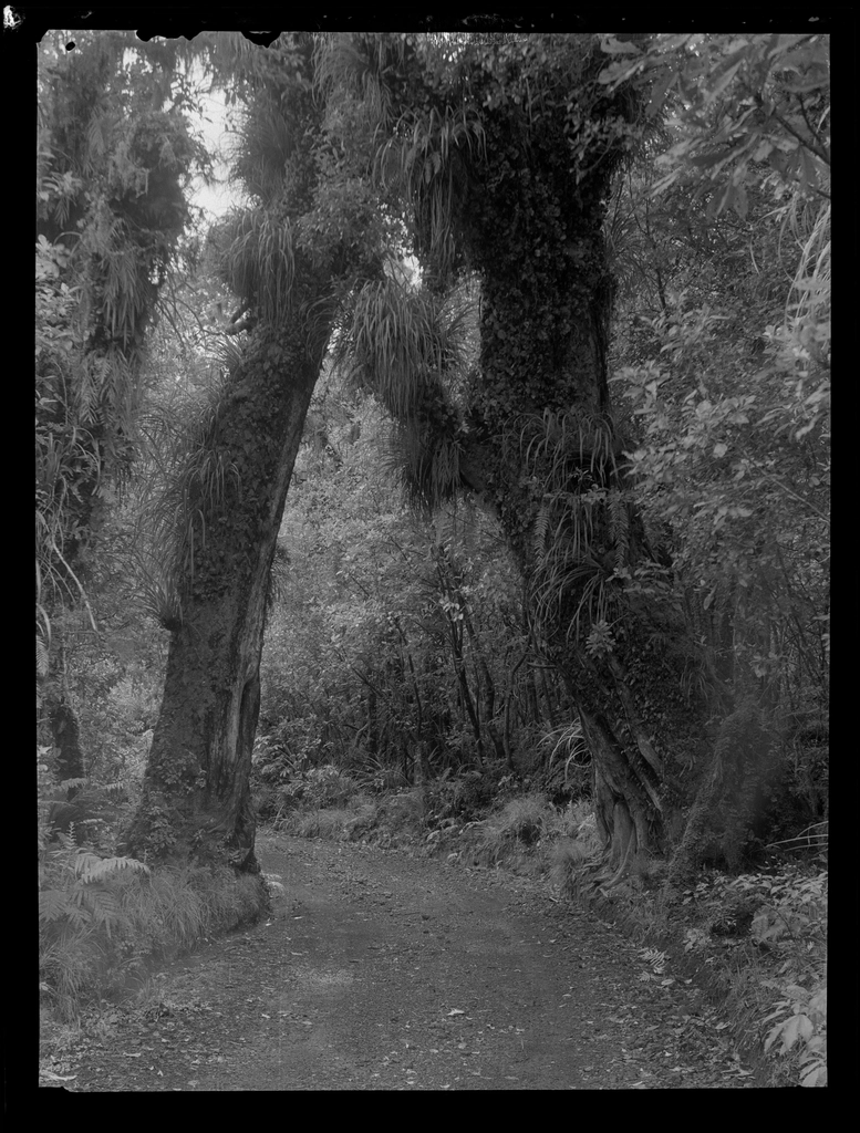 Selection Egmont forest trees :