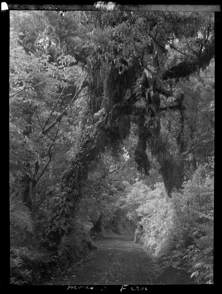 Selection Egmont forest trees :