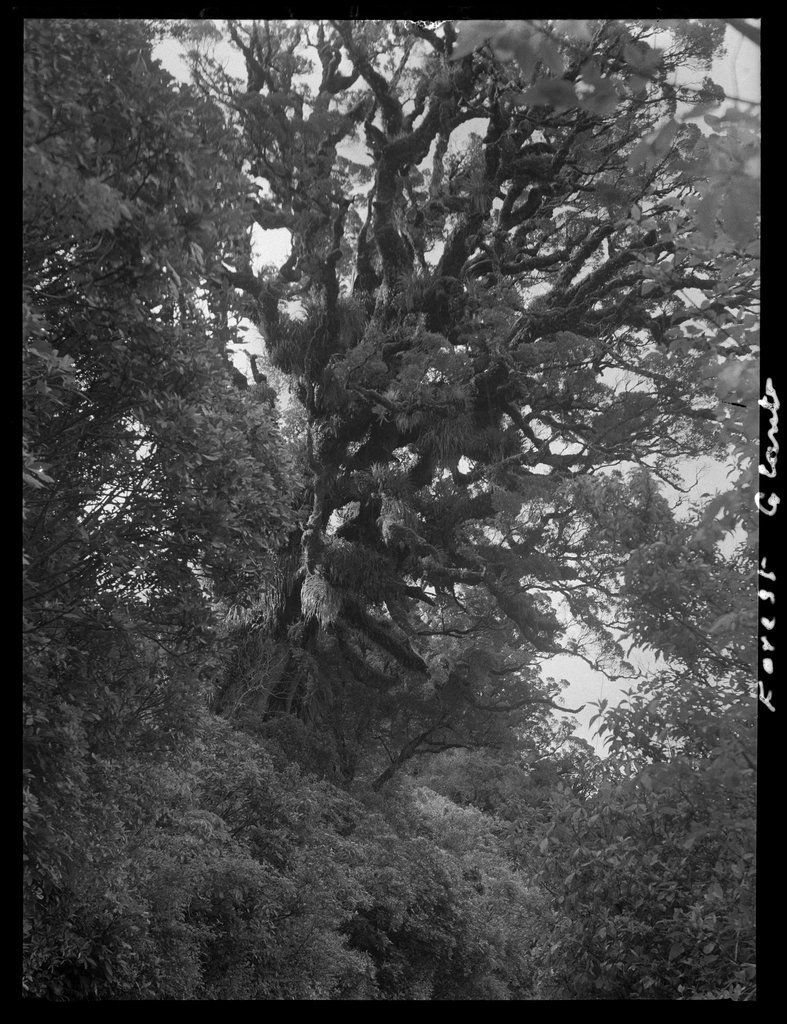 Selection Egmont forest trees :