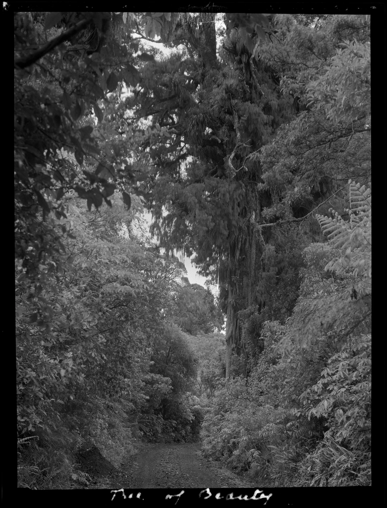 Selection Egmont forest trees :