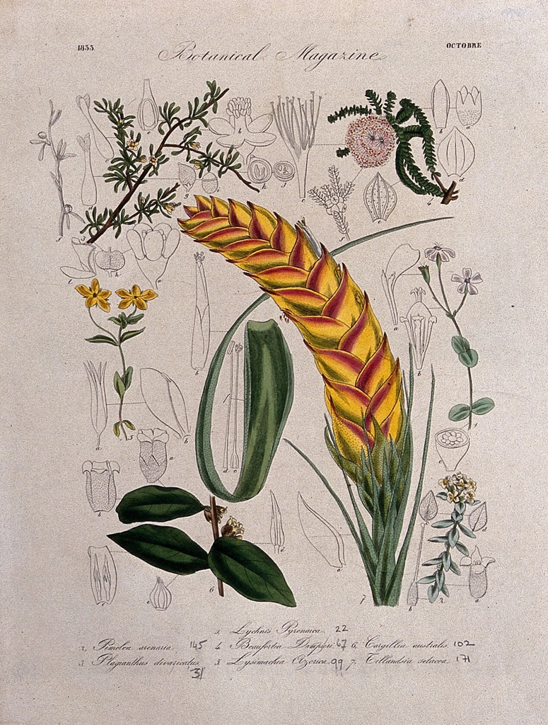 Seven British garden plants: flowering