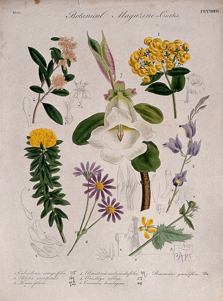 Seven British garden plants: flowering
