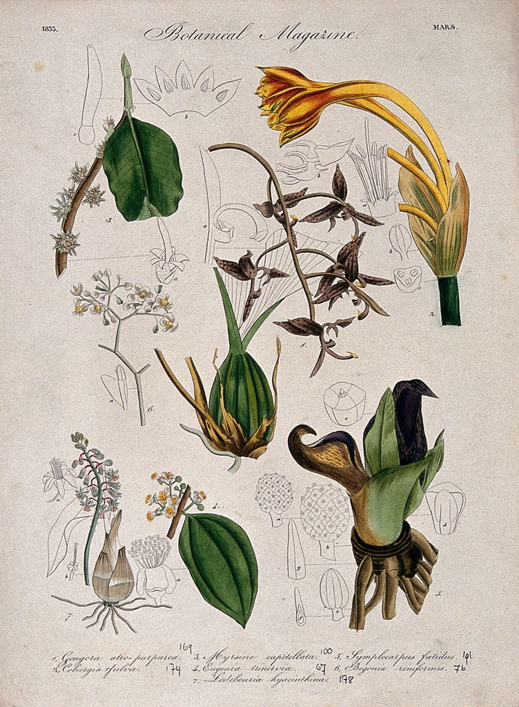 Seven British garden plants: flowering