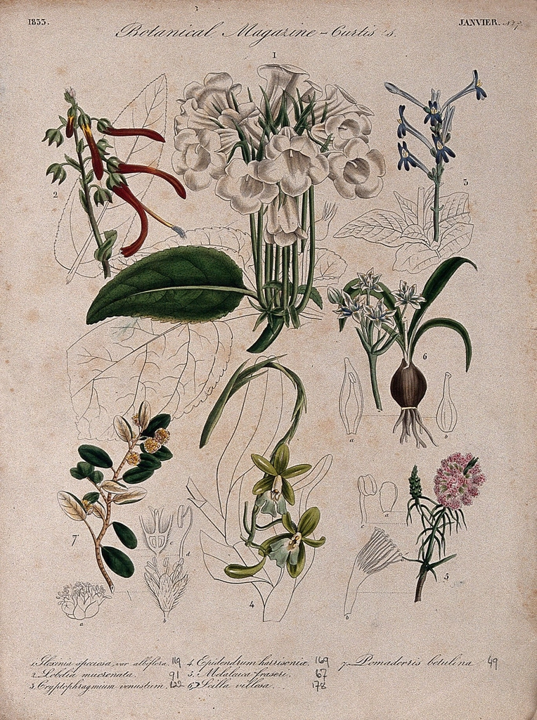 Seven British garden plants: flowering